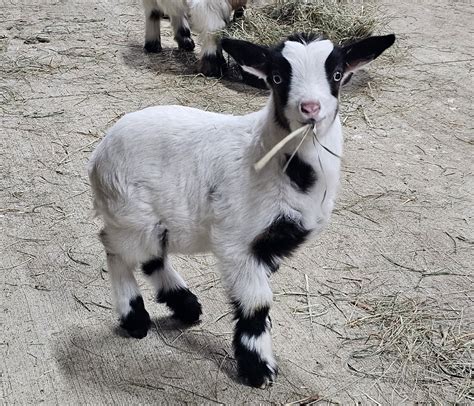 Fainting Goats The Incredible Fainting Goats