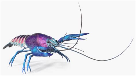 3D model Blue Crayfish Rigged | 3D Molier International