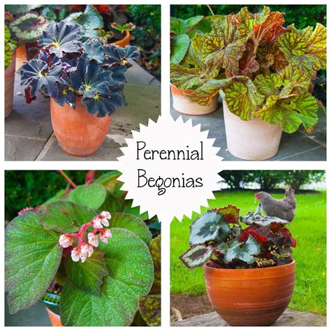 Propagating Begonias » A Healthy Life For Me