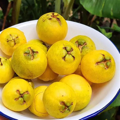 Yellow Strawberry Guava Live Plant (Psidium Cattleianum) – Bloomica