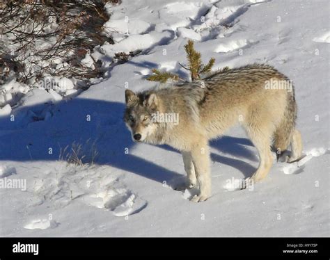 Nps wolves hi-res stock photography and images - Alamy