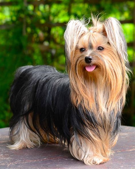 16 Small Dog Breeds With Long Hair (With Pictures)