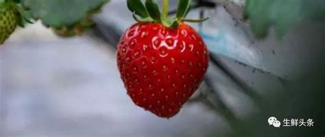 吃草莓会导致得出血热？专家解读来了！_传播_病毒_老鼠