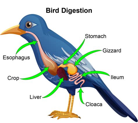 Image result for Bird Digestive System