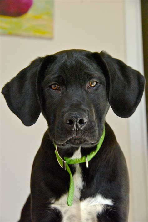 Great Dane Lab Mix Images at Loriann Day blog