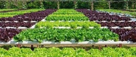 蔬菜定植为什么不宜选大苗 - 蔬菜栽培 - 新农资360网|土壤改良|果树种植|蔬菜种植|种植示范田|品牌展播|农资微专栏