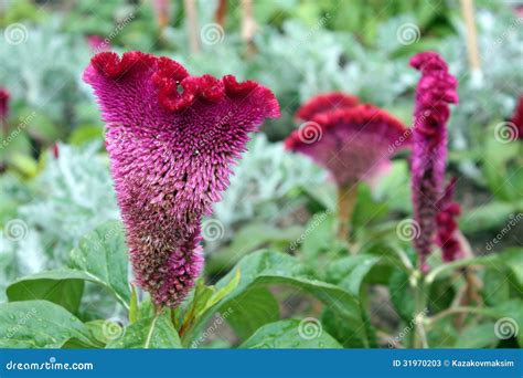 Celosia Cristata (cockscomb Flower) Stock Image - Image of bush, botany ...
