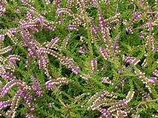 calluna vulgaris sorten berkeley butterfly calluna vulgaris calluna vulgaris sorten berkeley butterfly calluna vulgaris