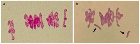 Assessing the Heat Tolerance of Meiosis in Spanish Landraces of ...