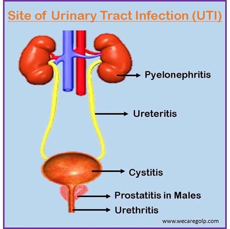 Neuronal circuitry of the lower urinary tract : central and peripheral neuronal control of the mictu