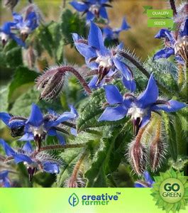 creative farmer Blue Star Borage Seeds Seed Price in India - Buy ...