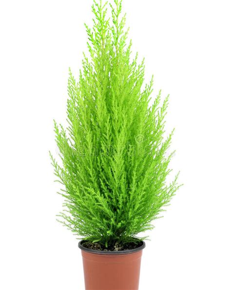 GOLD CREST | Cepaflor fruta y verdura onlne