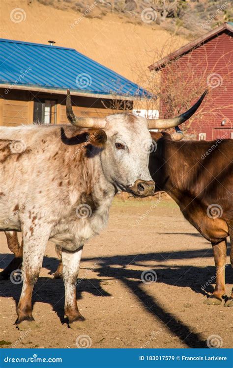Corriente Cattle Breed Bull, Also Known As Criollo Or Chinampo Cattle ...