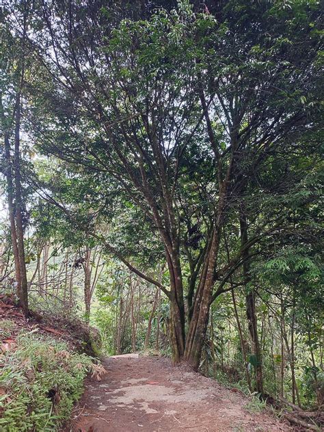 MONTECARLO RESERVA ECOHOTEL (Cocorna) - Cottage Reviews & Photos ...