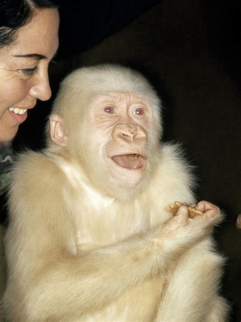 Snowflake Gorilla Baby