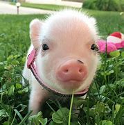 Image result for Cute Fluffy Baby Pigs