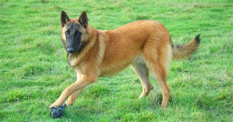 Belgian Malinois Price In India - Best For Pets