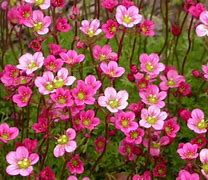 Image result for Ground Cover Seeds Perennial