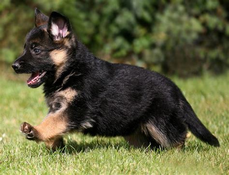 German Shepherd Puppies Wallpapers - Top Free German Shepherd Puppies ...
