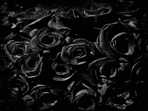 [100+] Black Rose Wallpapers | Wallpapers.com