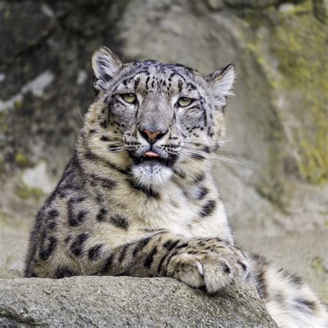 Download wallpaper 1280x1280 irbis, protruding tongue, big cat, animal ...
