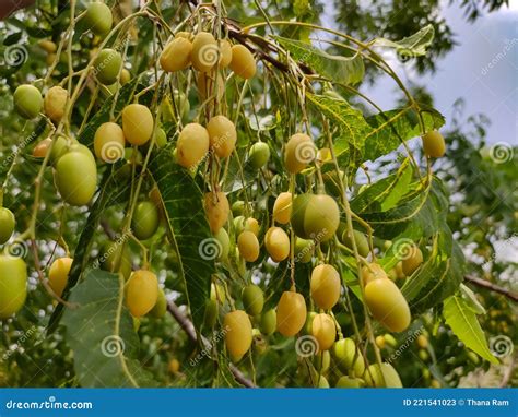 Frutos Del árbol De Neem Azadirachta Indica En La Rama Imagen de ...