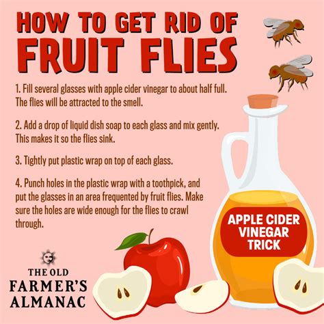 How To Get Of Fruit Flies