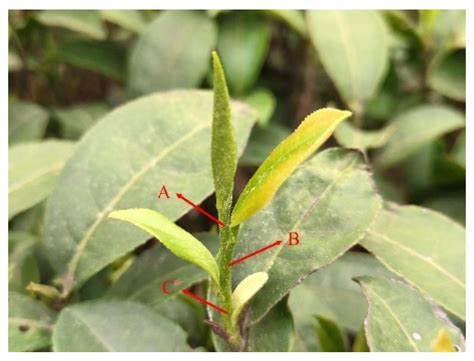 Tea Sprout Picking Point Identification Based on Improved DeepLabV3+