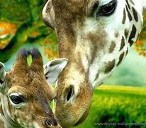 Image result for Cute Animal Wallpapers for Kids