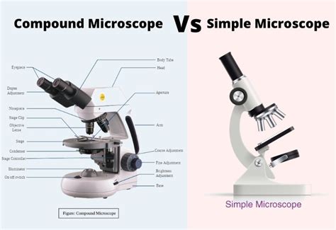 Explanation for Microscope CBSE 12 的图像结果