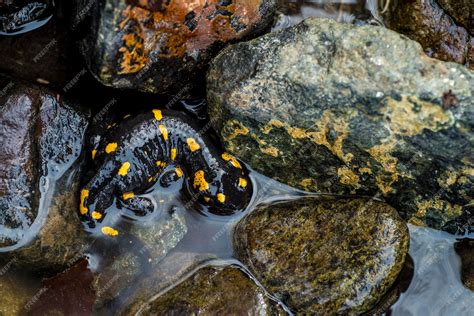 Premium Photo | Fire salamander in the water