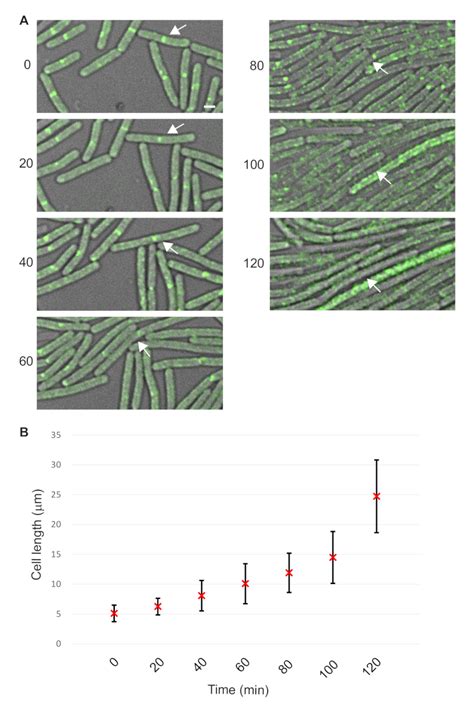 Cell Fluorescence 的图像结果