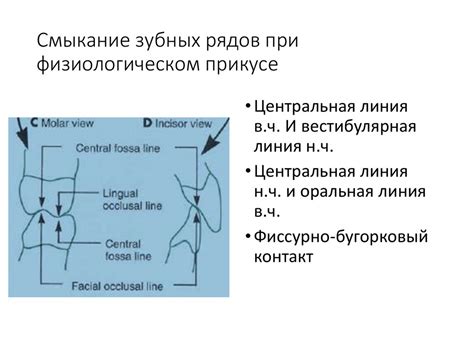 Общая анатомия зубов.виды и форма зубных дуг (тема 1) - презентация онлайн