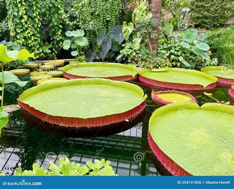 Giant Water Lily Pads at Kew Gardens Stock Photo - Image of pads ...