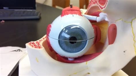 Human Visual System Binocular 的图像结果