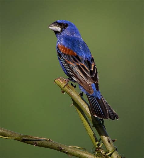 Blue Grosbeak Pocosin Lakes Refuge | FWS.gov