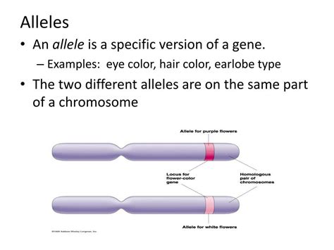 Image result for Inheritance Allele
