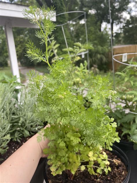 What is happening to my cilantro? : r/plantclinic