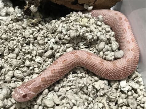 Hognose Pink Pastel Anaconda aka pink panther : r/snakes