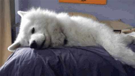 狗狗睡觉会做梦吗（狗狗做梦哼唧需要叫醒吗） - 胖萌舍宠物网