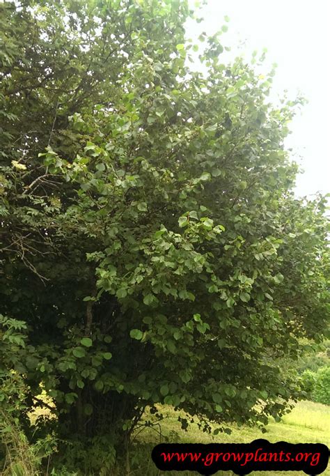 Image result for Hazelnut Tree Nut