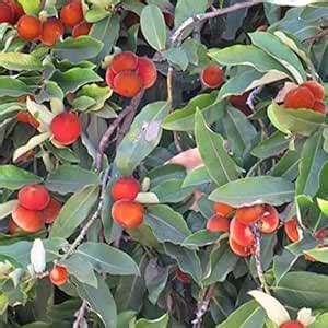 Hug A Plant | Velvet Apple | Mabolo tree (Diospyros Blancoi) Fruit Live ...