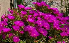 piante grasse fiori fucsia piante grasse con fiori da appartamento le pi 249 e piante grasse fiori fucsia piante grasse con fiori da appartamento le pi 249 e