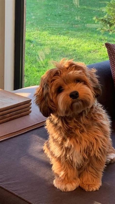 Maxi Cockapoo 的图像结果