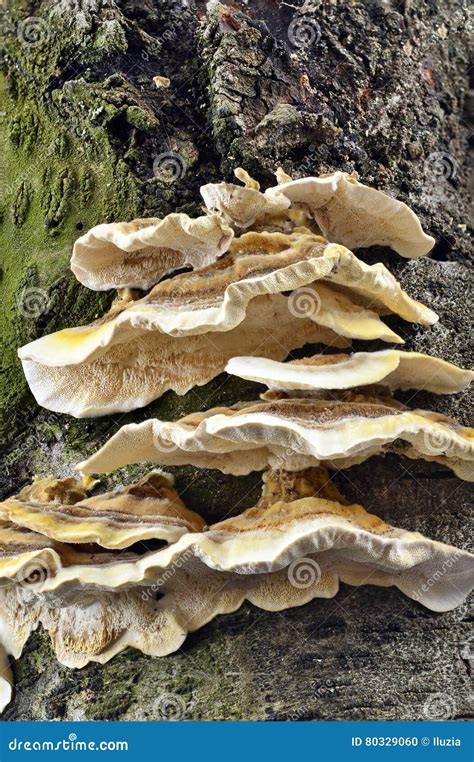 Image result for Tree Rot Fungus