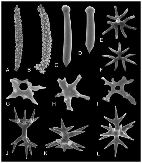 Utilizing sponge spicules in taxonomic, ecological and environmental ...