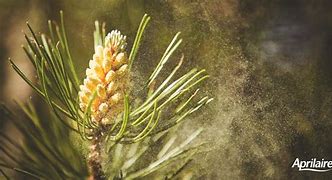 Image result for Pollen and Mold Counts by Zip Code