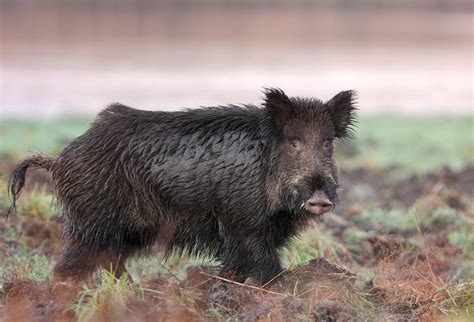 Keiler 2 Foto & Bild | tiere, wildlife, säugetiere Bilder auf fotocommunity