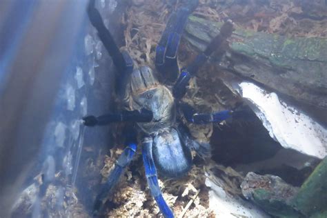 My Cobalt Blue : r/tarantulas