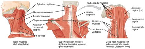 Image result for Tim Sort Example